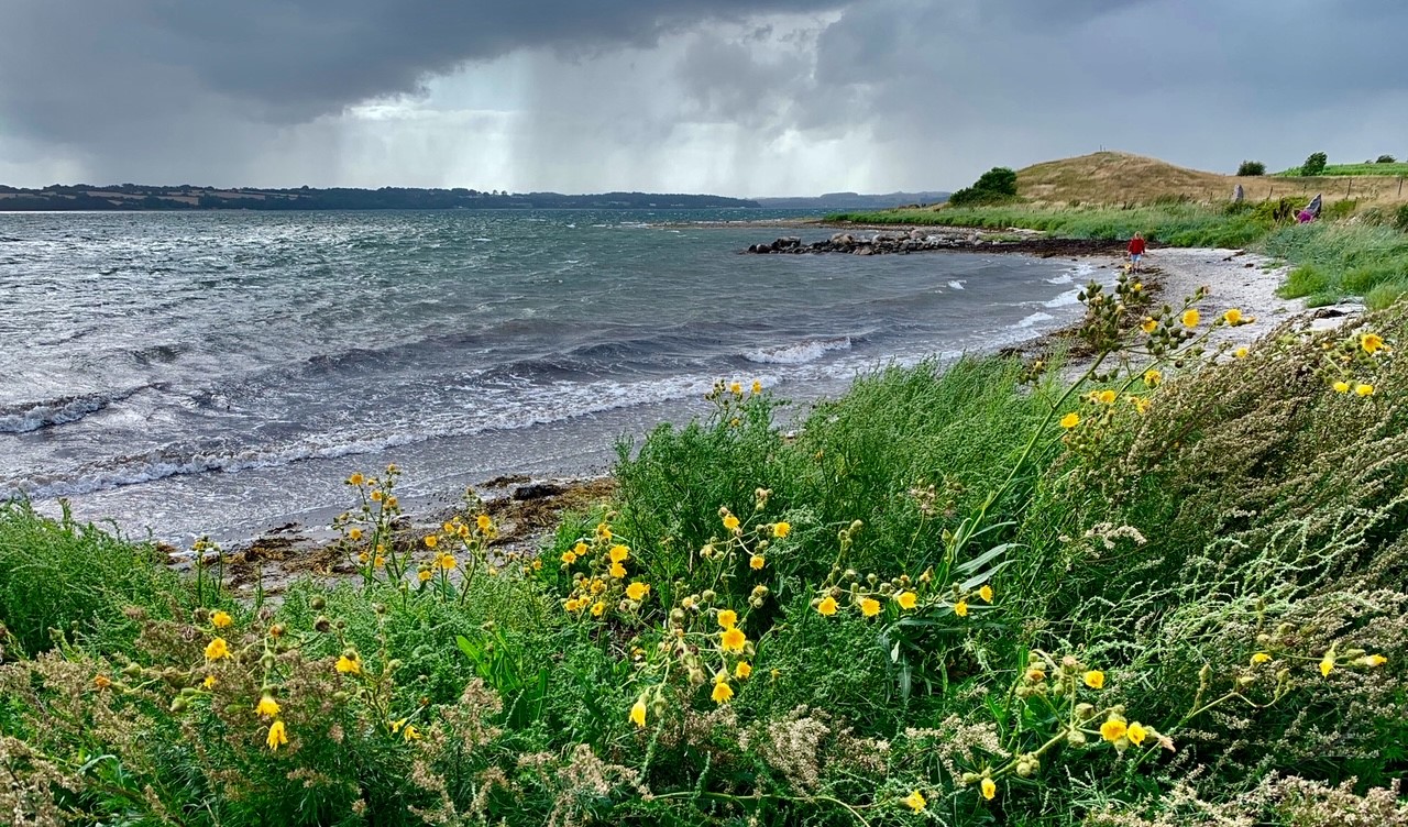 Kysten på Barsø med grønt landskab og hav